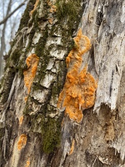 Phlebia radiata