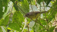 Basileuterus melanotis