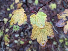 Ribes sanguineum