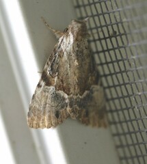 Alophosoma emmelopis