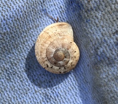 Otala lactea
