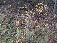 Ribes sanguineum