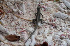 Cnemidophorus arubensis