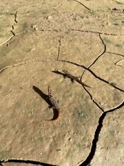 Sphaerodactylus grandisquamis