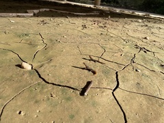 Sphaerodactylus grandisquamis