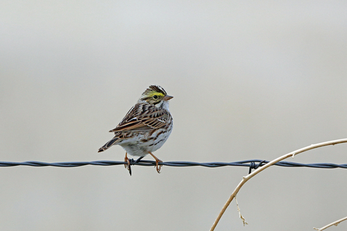 Brown Savannah Sparrow