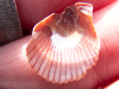 Argopecten ventricosus