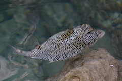Lactophrys bicaudalis