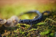 Plethodon grobmani