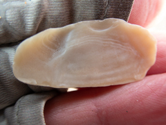 Megangulus bodegensis