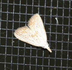 Meganola brunellus