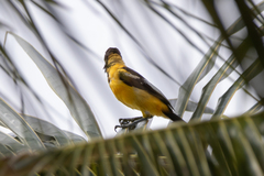 Icterus icterus