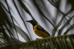 Icterus icterus