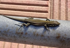 Gallotia caesaris gomerae