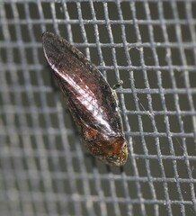 Amarusa australis