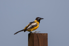 Icterus icterus