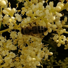 Apis mellifera