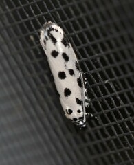 Ethmia sphaerosticha