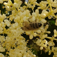Apis mellifera