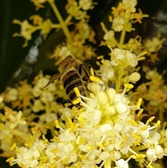 Apis mellifera