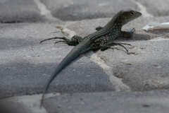 Cnemidophorus arubensis