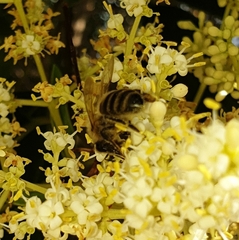Apis mellifera