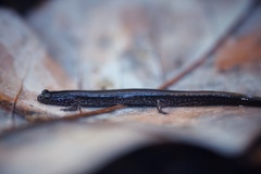 Eurycea quadridigitata