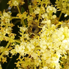Apis mellifera