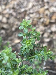 Galium cliftonsmithii