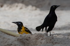 Icterus icterus