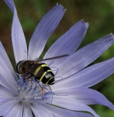 Dasysyrphus tricinctus
