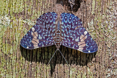 Hamadryas amphinome amphinome