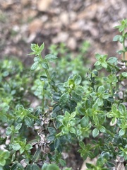 Galium cliftonsmithii