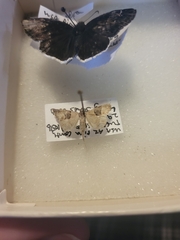 Hemeroplanis incusalis