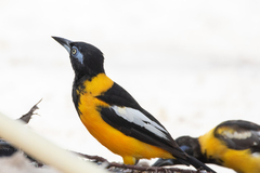 Icterus icterus