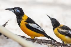 Icterus icterus