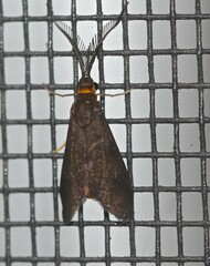 Pollanisus subdolosa