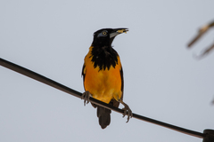 Icterus icterus