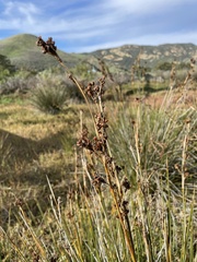 Juncus acutus leopoldii