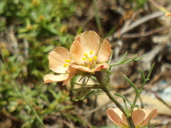 Turnera sidoides