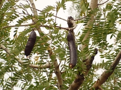 Prosopis africana