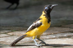 Icterus icterus