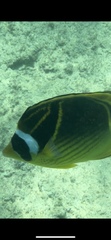 Chaetodon lunula