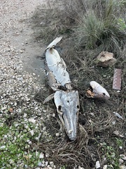 Atractosteus spatula