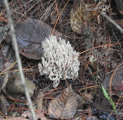 Clavulina coralloides image
