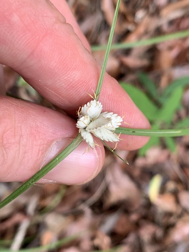 Cyperus niveus image