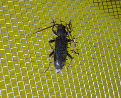 Trichoferus campestris