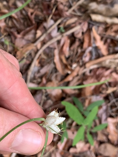 Cyperus niveus image