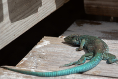 Cnemidophorus arubensis