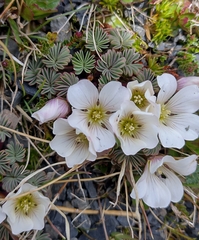 Oxalis loricata
